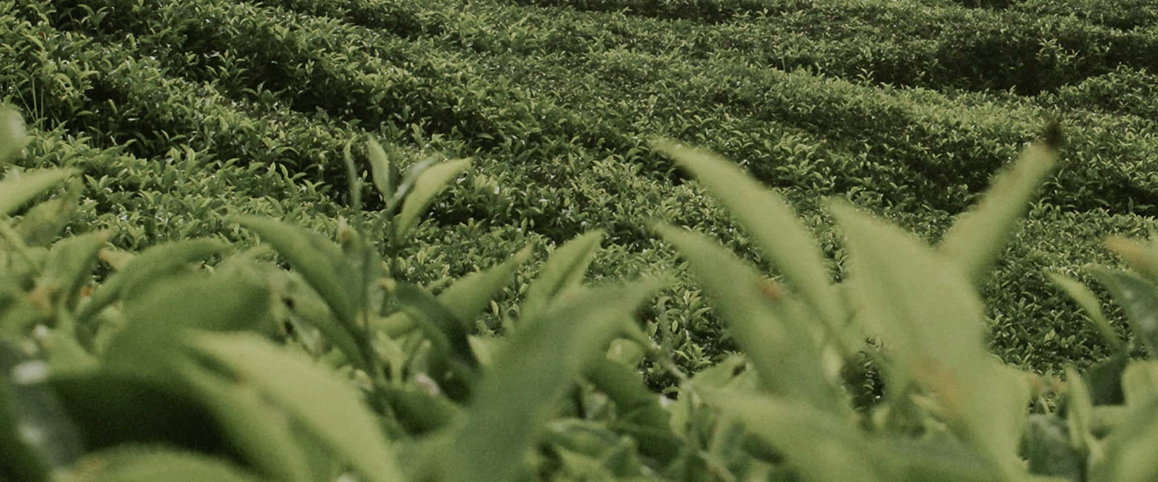 A field filled with fresh green tea leaves.