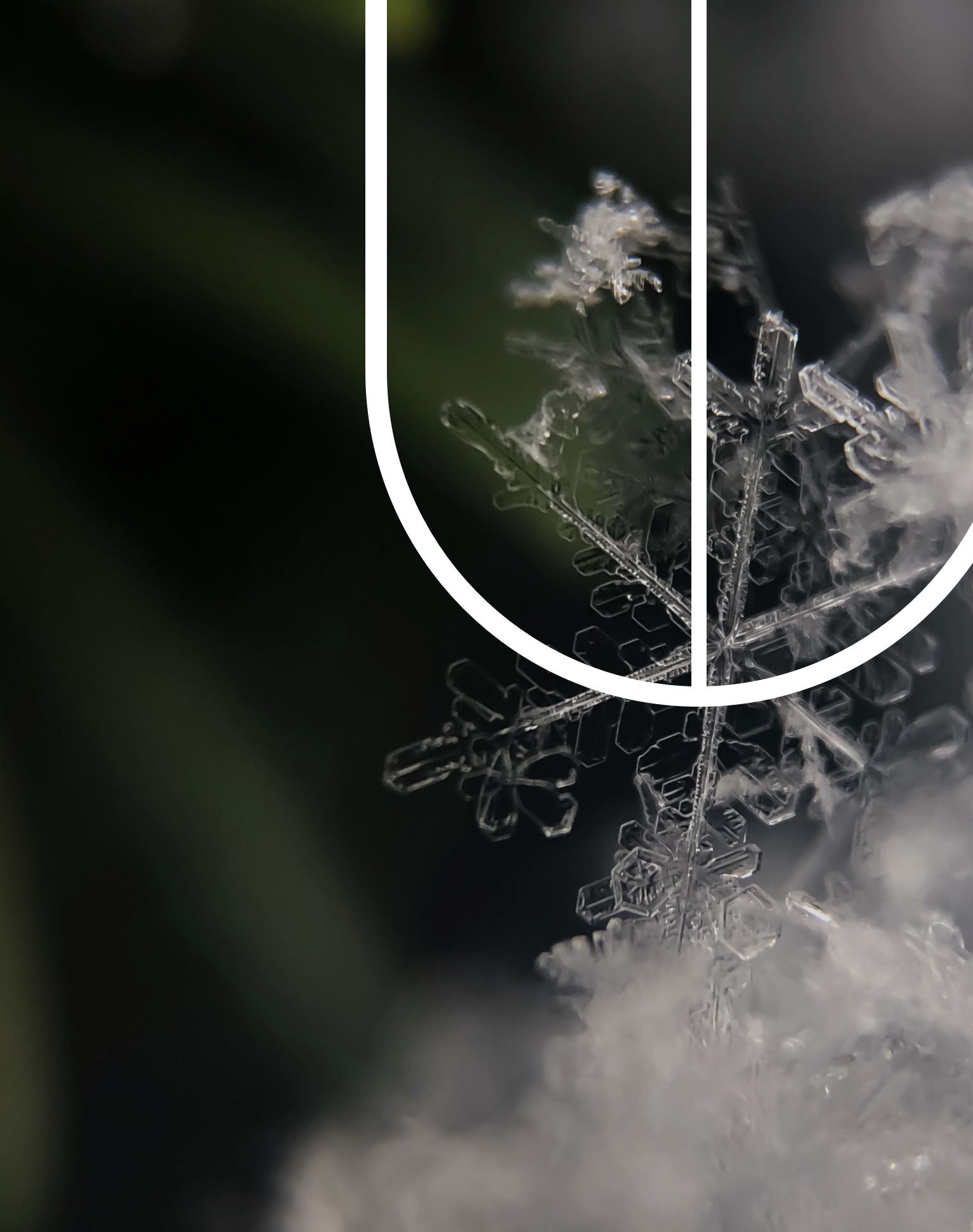 Close-up of a snow flake, with the DAVIDsTEA’s symbol for Cold & Defence laid overtop.